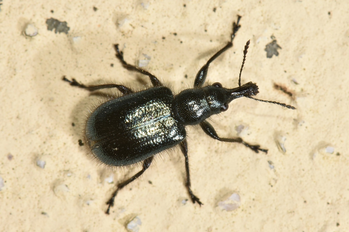 Attelabidae?.... Rhynchitidae: Lasiorhynchites cavifrons